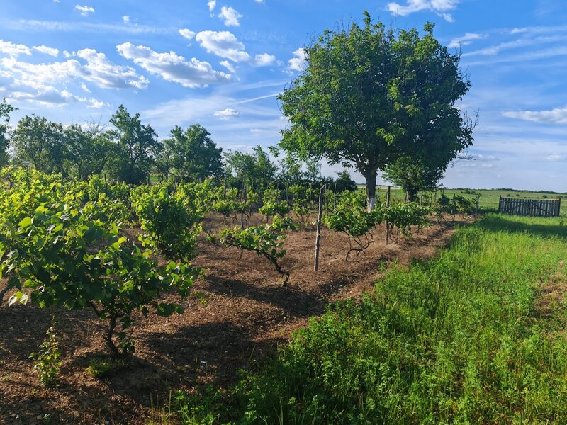 Obedeni, vanzare casa la curte,